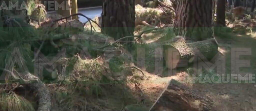 Ecocidio en Chalco: ejidatarios denuncian tala ilegal disfrazada de ...